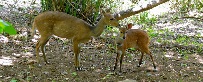Tragelaphus scriptus (Bushbuck)