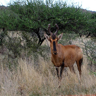 Alcelaphus buselaphus (Red hartebeest)