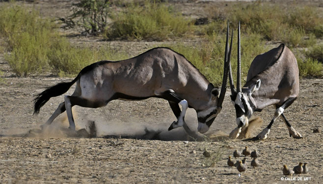 Oryx gazella (Gemsbok)
