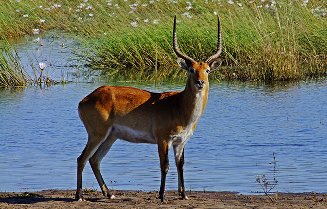 Kobus leche (Lechwe)