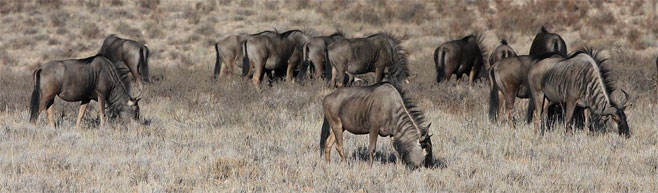 Connochaetes taurinus (Blue wildebeest)