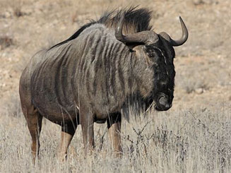 Connochaetes taurinus (Blue wildebeest)