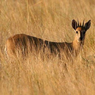 Sylvicapra grimmia (Common duiker)
