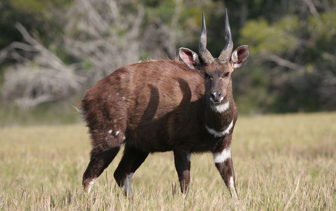 Tragelaphus scriptus (Bushbuck)
