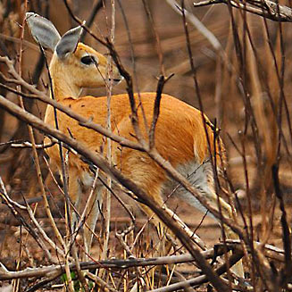 Ourebia ourebi (Oribi)
