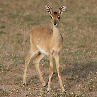 Ourebia ourebi (Oribi)