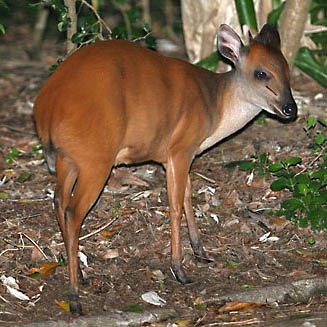 Cephalophus natalensis (Red duiker)