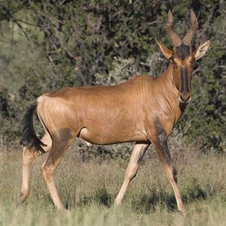 Alcelaphus buselaphus (Red hartebeest)
