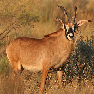 Hippotragus equinus (Roan)