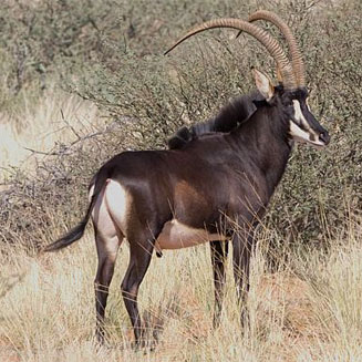 Hippotragus niger (Sable)