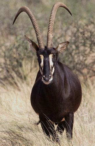 Hippotragus niger (Sable)