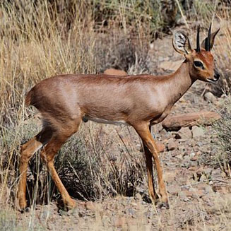 Raphicerus campestris (Steenbok)