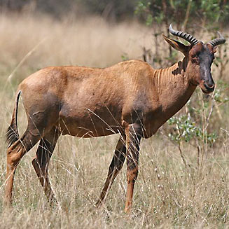 Damaliscus lunatus (Tsessebe)