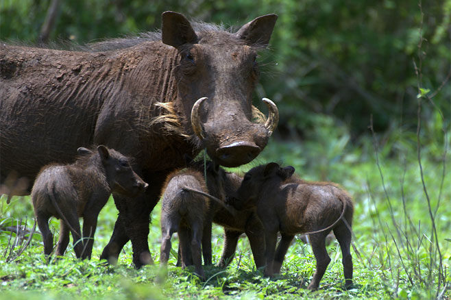 Phacochoerus africanus (Common warthog)
