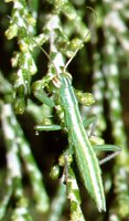 Austrophasma_caledonensis
