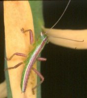 Austrophasma_caledonensis