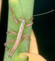 Austrophasma_caledonensis