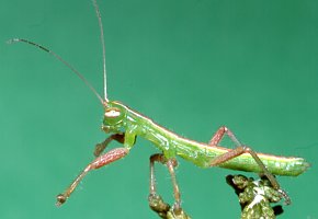 Austrophasma_caledonensis