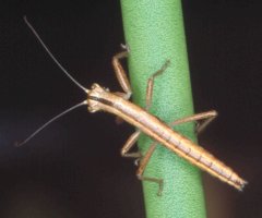 Austrophasma_gansbaaiensis