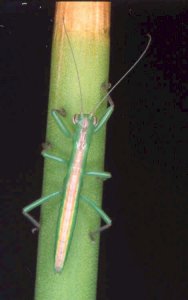 Austrophasma_gansbaaiensis