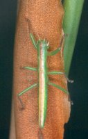 Austrophasma_gansbaaiensis