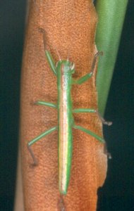 Austrophasma_gansbaaiensis