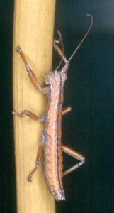 Austrophasma_rawsonvillensis