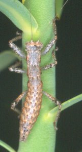 Hemilobophasma_montaguensis