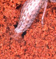 Karoophasma_biedouwensis_oviposition