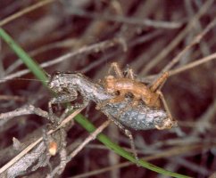 Karoophasma_biedouwensis