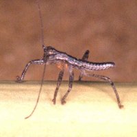 Karoophasma_biedouwensis
