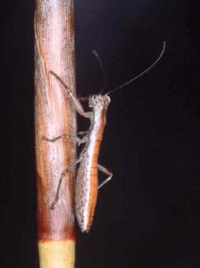 Lobophasma_redelinghuysensis