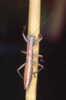 Lobophasma_redelinghuysensis
