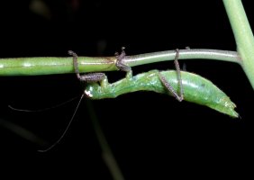Lobophasma_redelinghuysensis