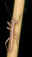 Lobophasma_redelinghuysensis