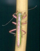 Lobophasma_redelinghuysensis