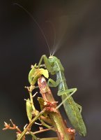 Mantophasma_zephyra