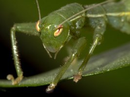 Mantophasma_zephyra