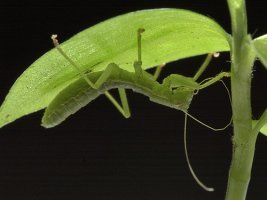 Mantophasma_zephyra