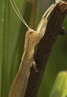 Mantophasma_zephyra
