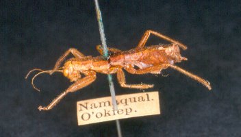 Namaquaphasma_ookiepensis