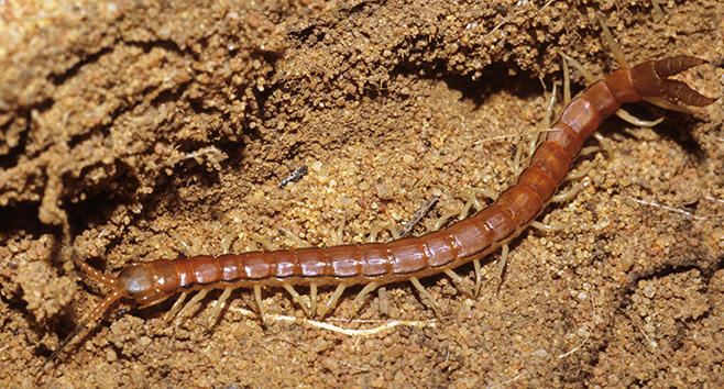 centipede