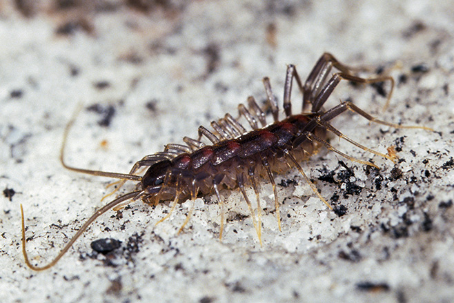centipede