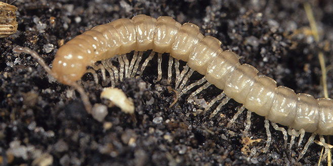 millipede