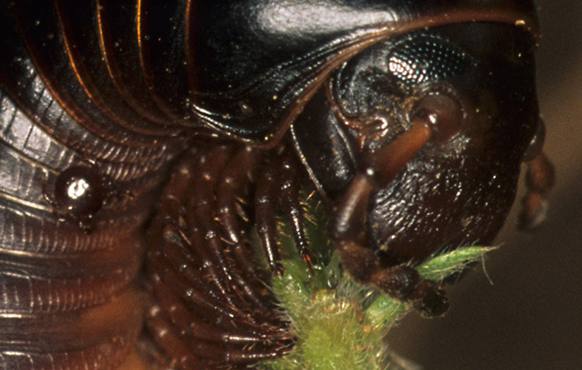 millipede