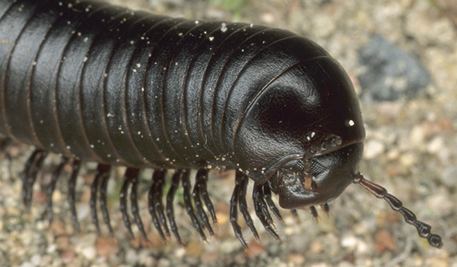 millipede
