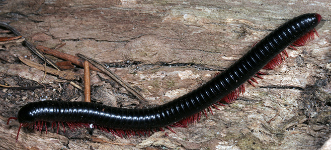 millipede