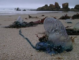 Bluebottle (Physalia) [Photo H. Robertson, Iziko ]