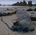 Physalia (Portuguese man-of-war) [Photo H. Robertson, Iziko]