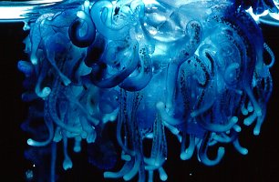 Bluebottle (Physalia)